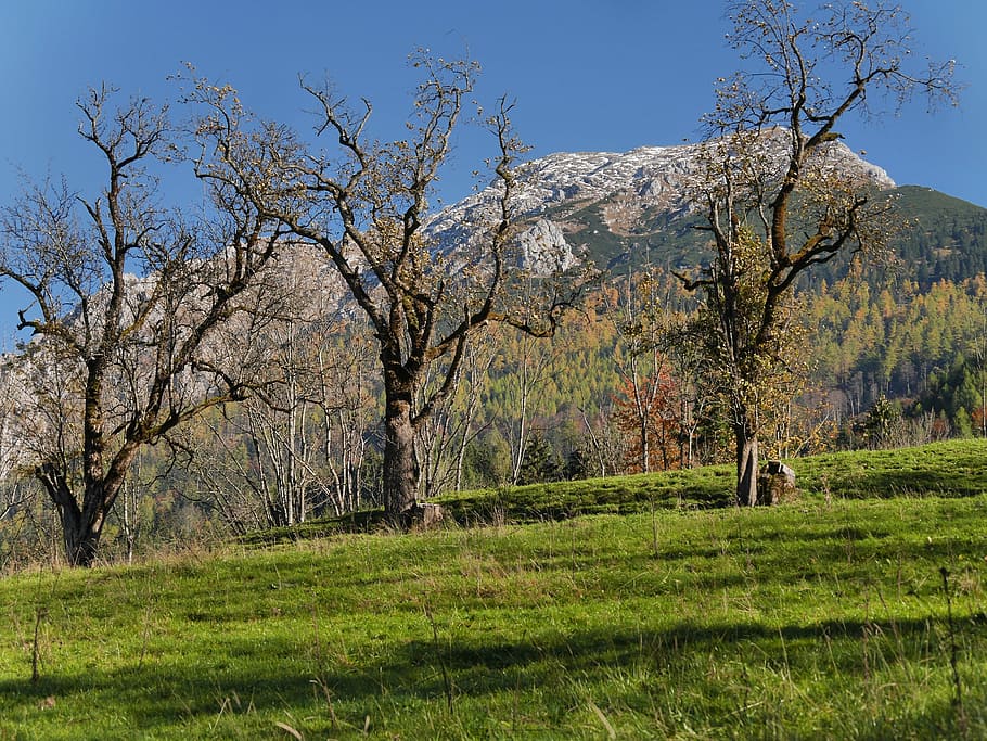 autumn, nature, tree, hiking, mountains, plant, land, scenics - nature HD wallpaper