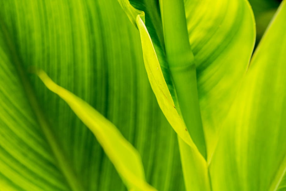 green and yellow wide-leafed plant at daytime, green leafed plant HD wallpaper