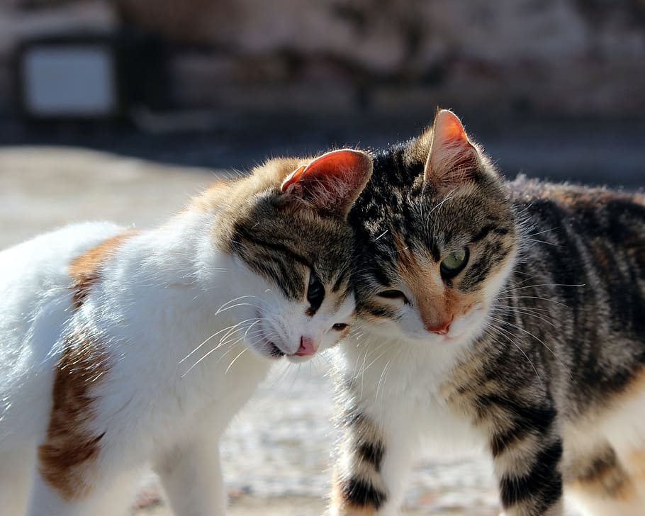 orange and brown tabby kittens, cat, cuddly, cute, kitty, playful HD wallpaper