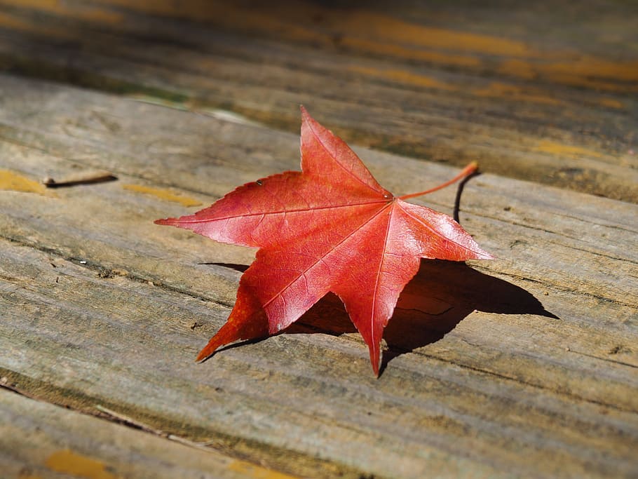 taiwan, wuling farm, maple leaf, plant part, autumn, change HD wallpaper