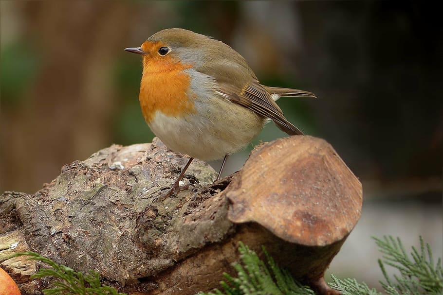 closed up photo of brown and gray bird on tree trunk, robin HD wallpaper