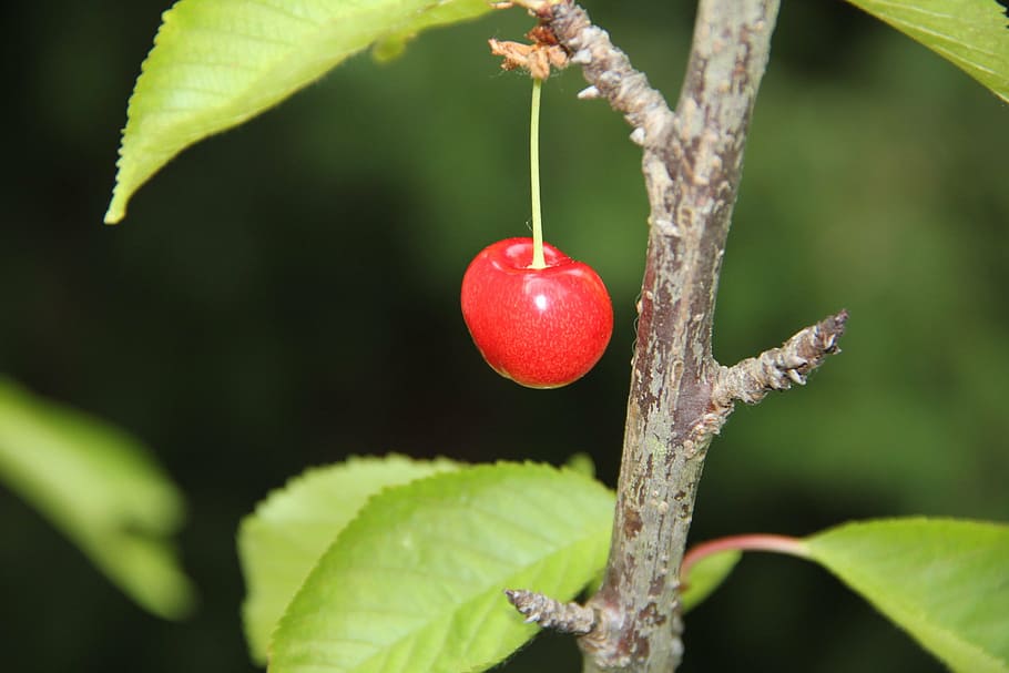 fruit, cherry, garden, food, food and drink, healthy eating HD wallpaper