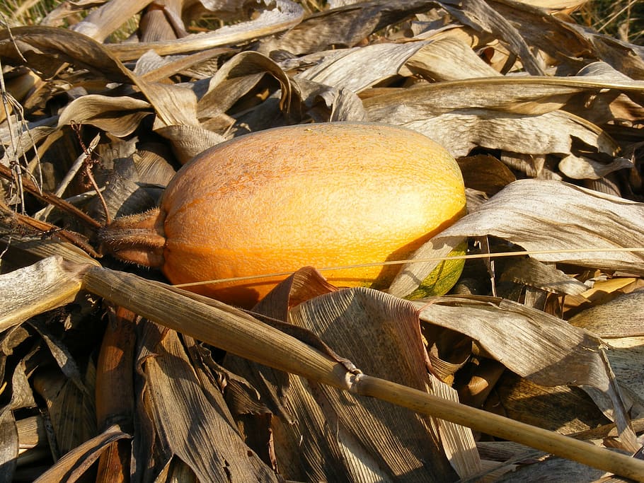 corn, dried, fall, pumpkin, stalks, yellow, autumn, nature HD wallpaper