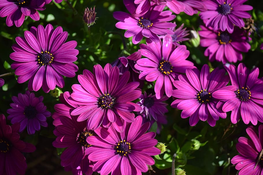 easter sunday, earth hour, spring, purple flowers, background, HD wallpaper