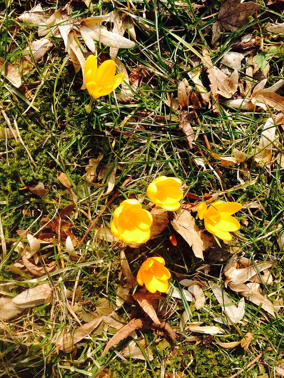 crocus, flower, yellow, spring, bloom, plant, flowering plant HD wallpaper