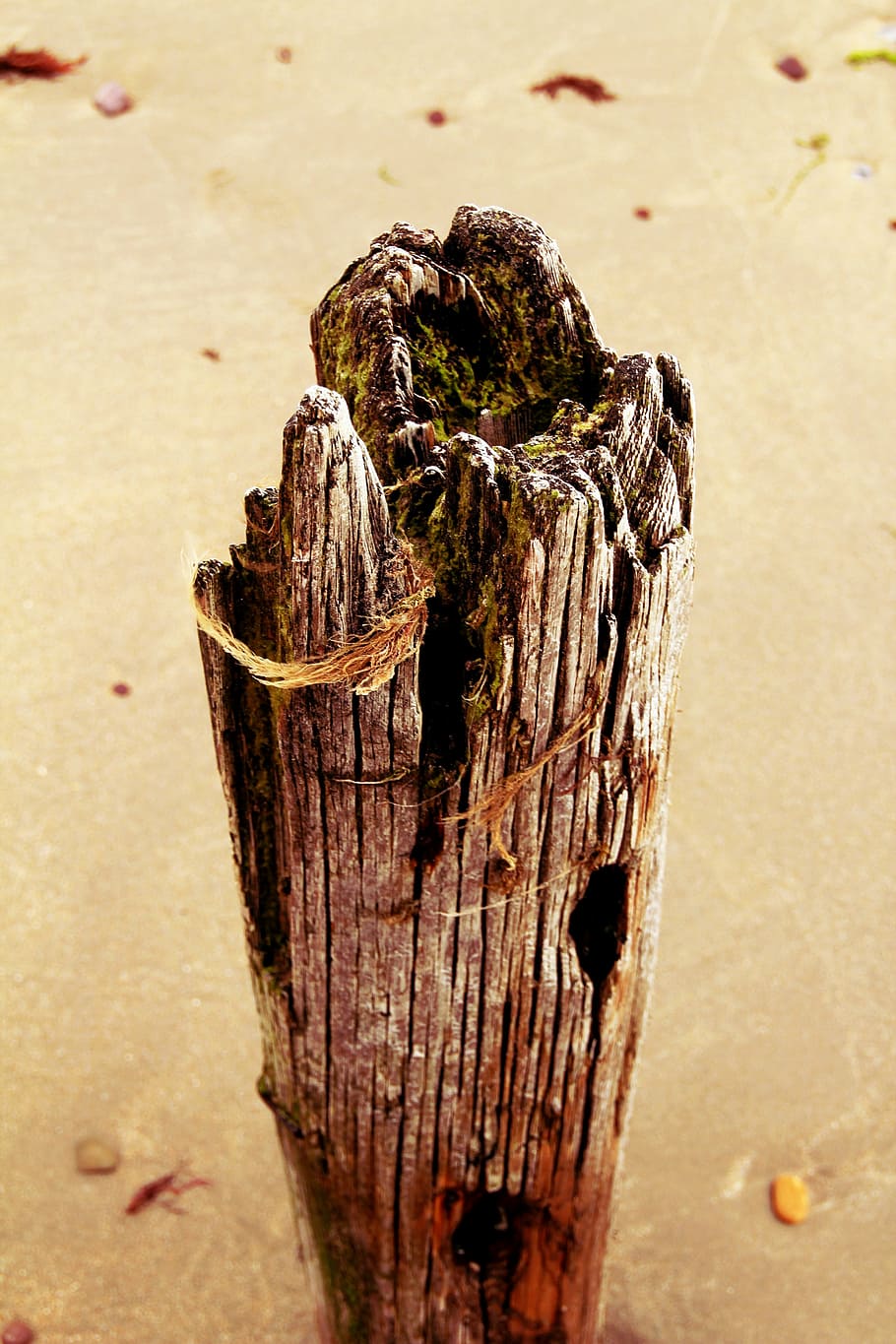 pile, log, peg, beach, coast, water, sand, focus on foreground HD wallpaper