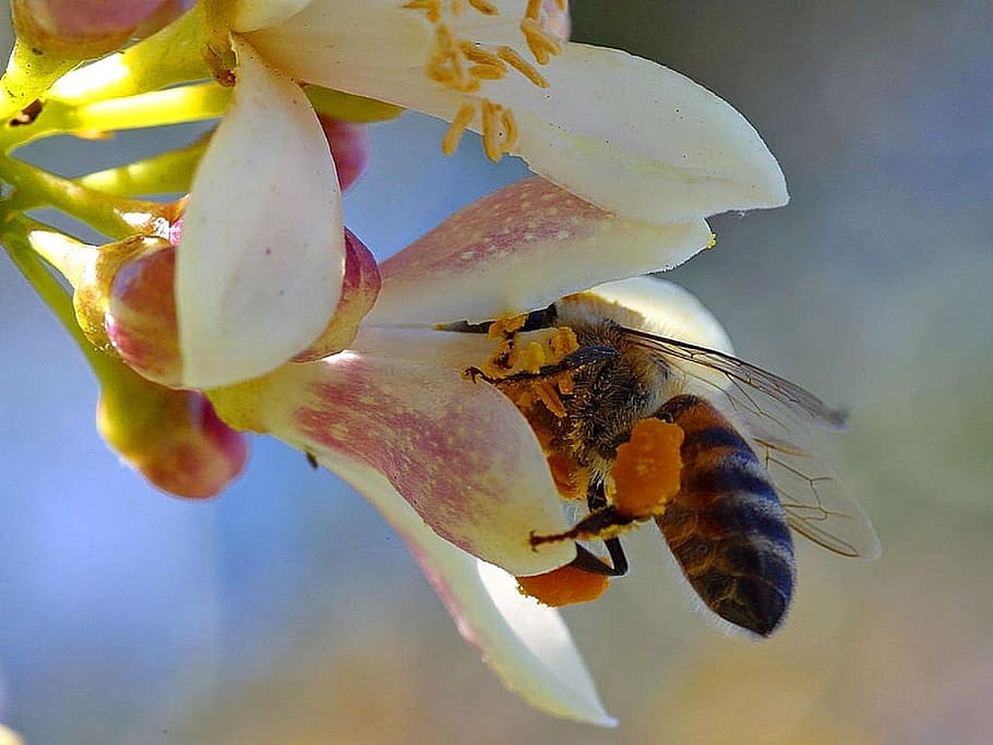 Bee, Flower, Insect, Fly, Macro, Honey, wing, honeybee, pollen HD wallpaper