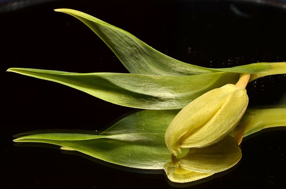 close-up photography of green plant, Tulip, Flower, green color HD wallpaper