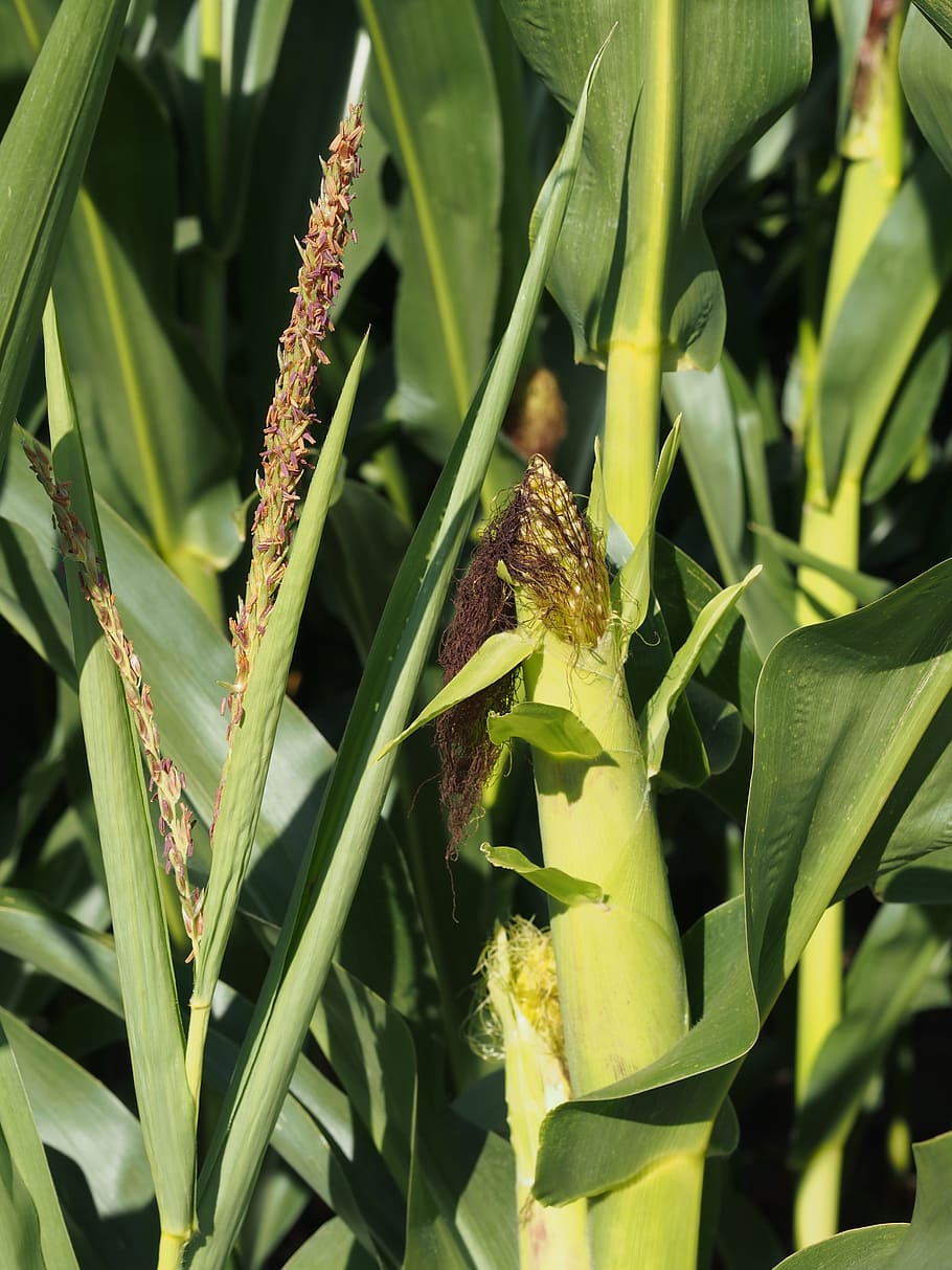 HD wallpaper: Plant, Corn On The Cob, cultivation, cornfield, corn ...