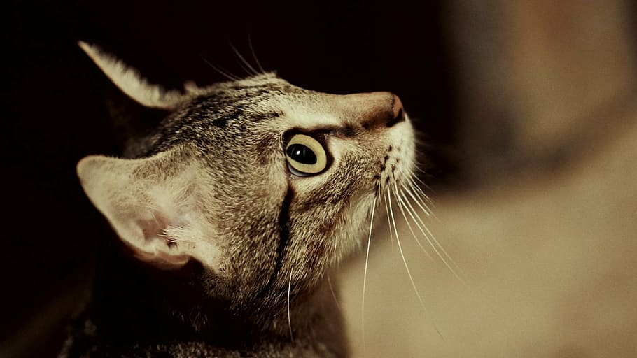 gray tabby cat closeup photography, pussy, cat profile, grey beige, HD wallpaper