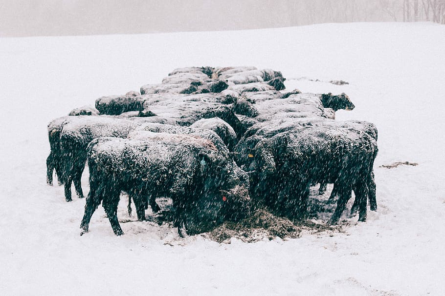 group of animal gathered on field covered with snow, herd of buffalo HD wallpaper