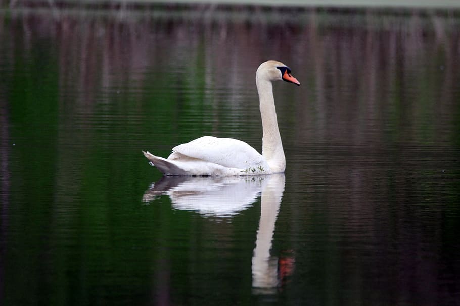 swan, bird, animal, nature, lake, park, outdoors, water, animals in the wild, HD wallpaper