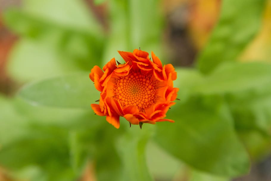 flower, orange, spring, nature, macro, plant, flora, yellow HD wallpaper