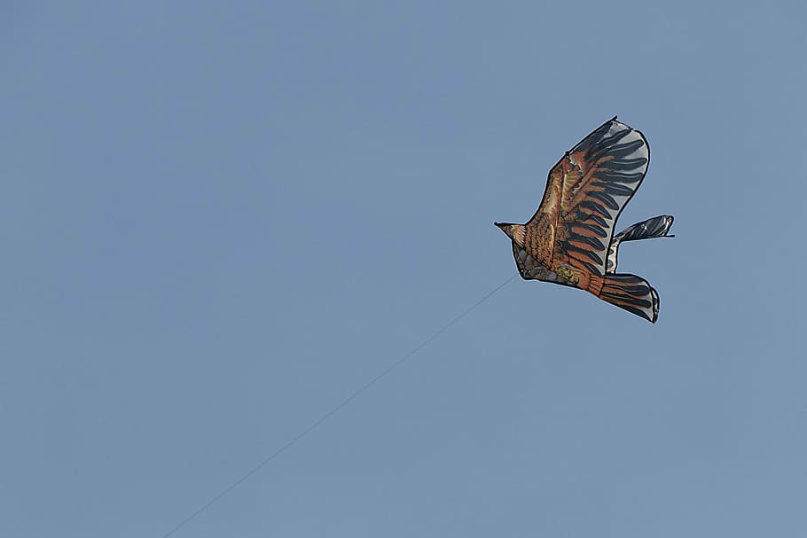 Dove, Birds, sky, one animal, flying, animals in the wild, animal wildlife HD wallpaper