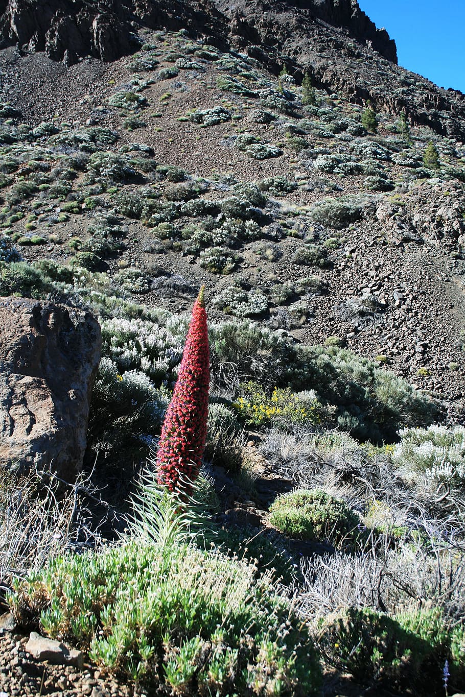Teide National Park, Tajinaste Rojo, red flowers, tenerife, canary islands, HD wallpaper