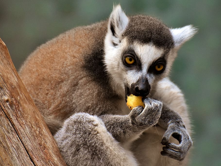 monkey, lemur, cute, eat, zoo, äffchen, sweet, animal, animal world HD wallpaper