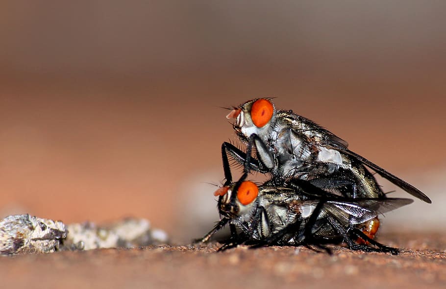 macros, flies, insects, nature, animal, close-up, wildlife HD wallpaper