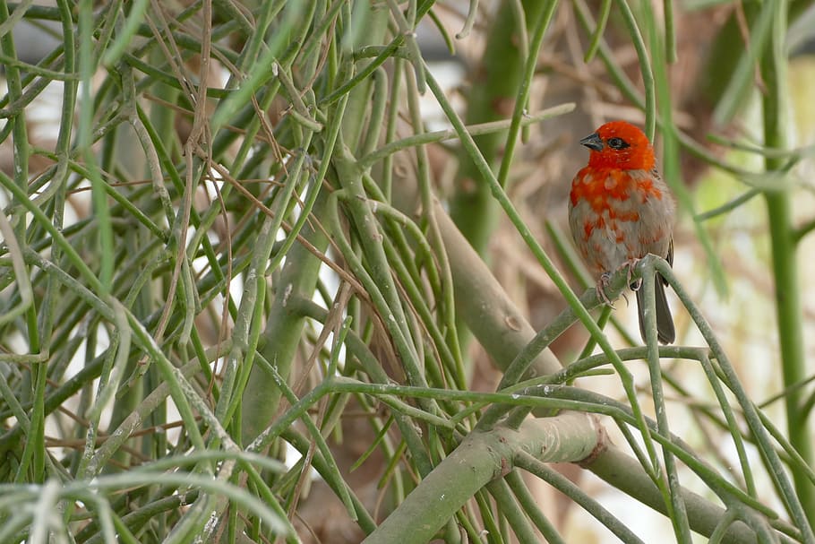 bird, stunding, loveit, nature, animal, wildlife, vertebrate HD wallpaper