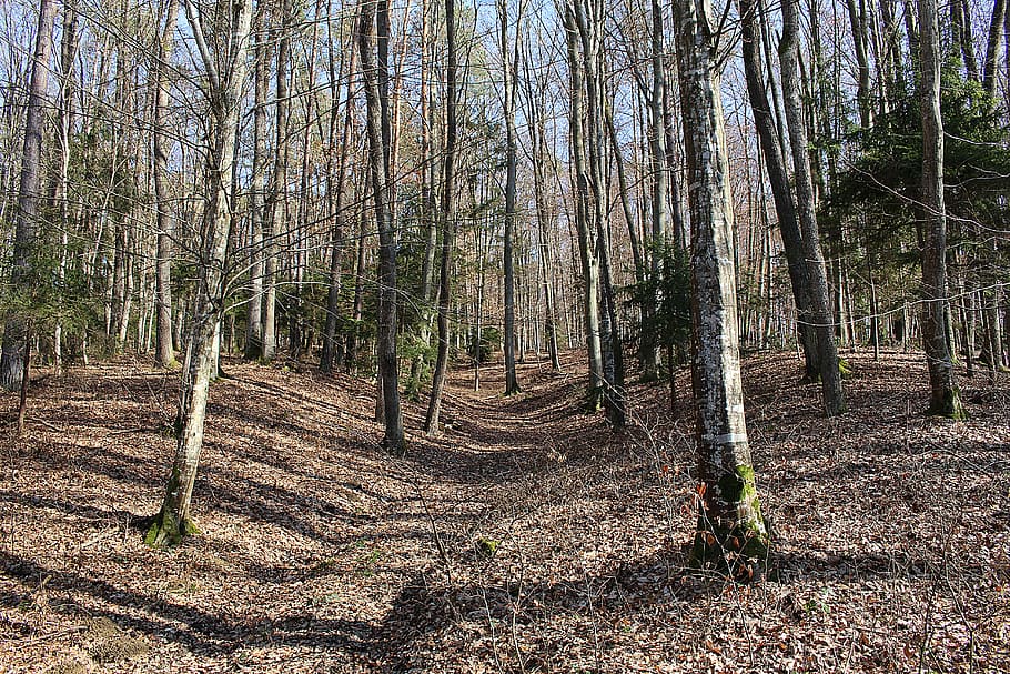 forest, trees, autumn forest, landscape, plant, tranquility HD wallpaper