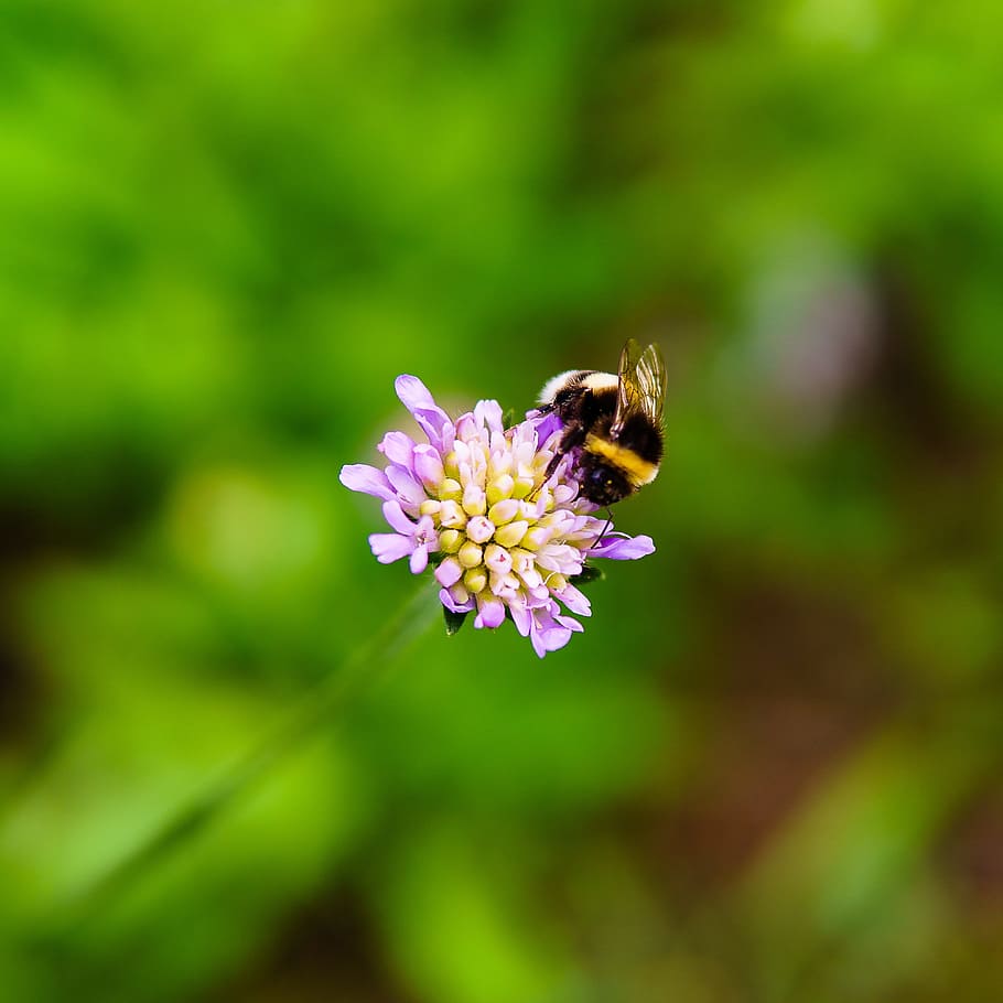 bumblebee, clover, flower, insect, nectar, grass, macro, pollination HD wallpaper