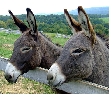 two brown donkeys, animals, forest, trees, woods, fence, portrait HD wallpaper
