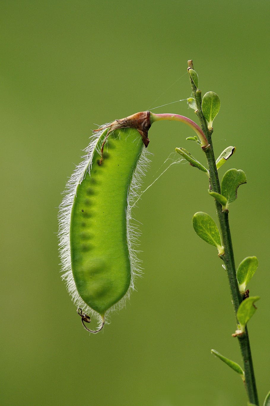 insect, nature, leaf, plant, no person, close-up, green color HD wallpaper