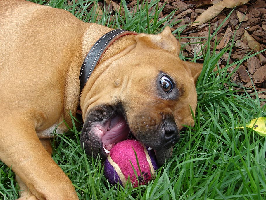 Dog, Grass, Animal, one animal, lying down, animal themes, mammal HD wallpaper