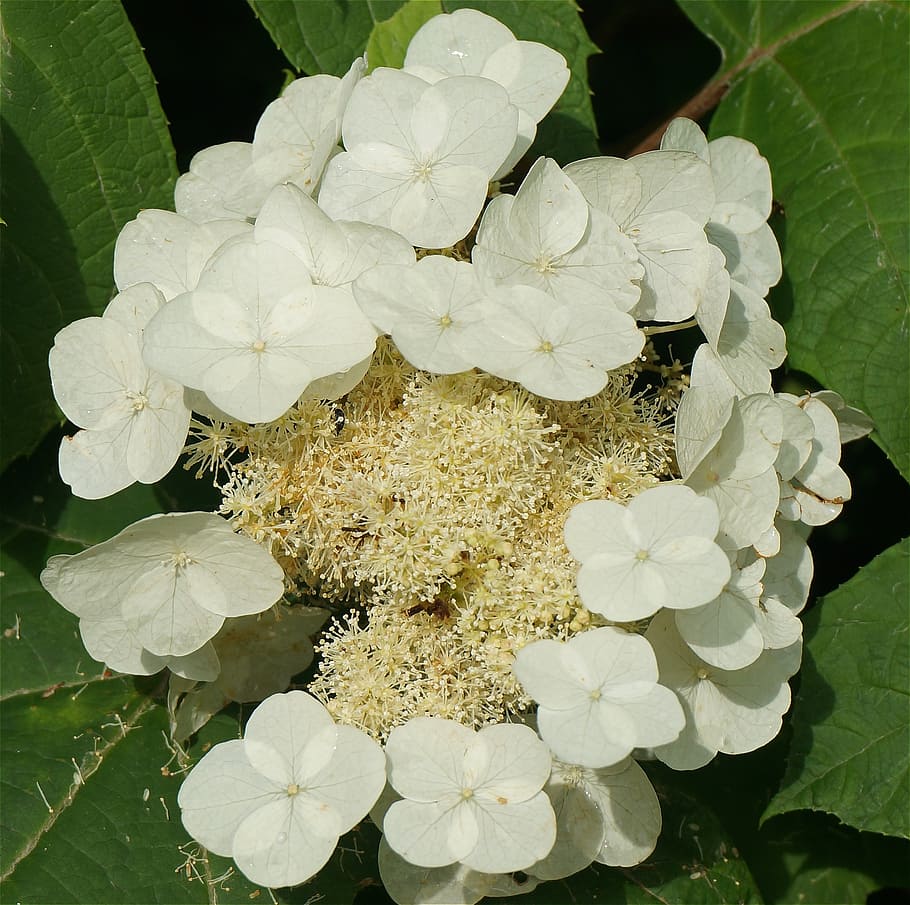 oak leaf hydrangea, top-down, white, flower, plant, garden HD wallpaper