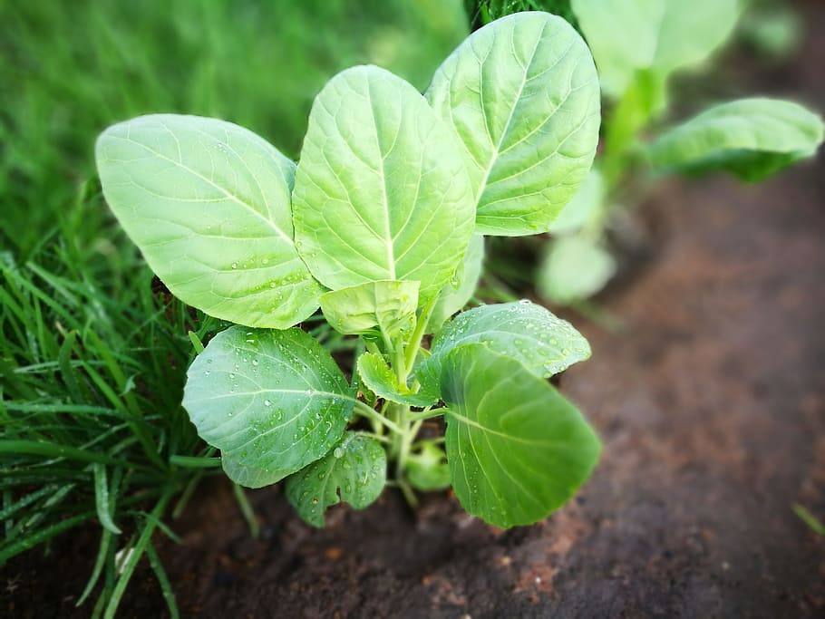 green, plant, refreshing, leaf, plant part, green color, growth HD wallpaper