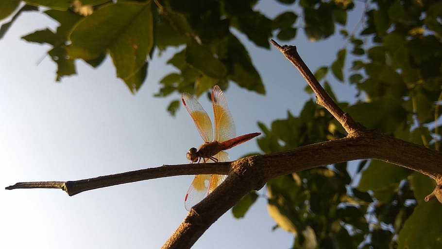 brown dragonfly perching on tree branch, animal themes, plant HD wallpaper