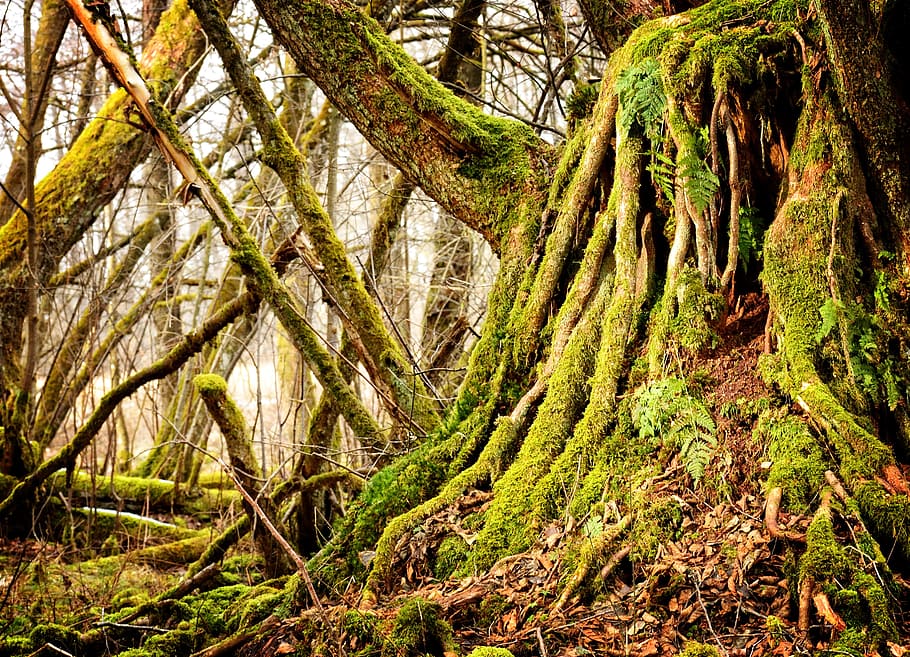 forest tree wallpaper, root, old, tree root, nature, log, plant HD wallpaper