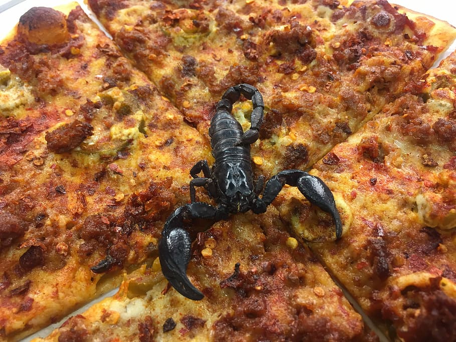 Scorpion, Pizza, Hot, one animal, animal themes, sea life, animal wildlife, HD wallpaper