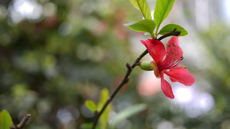 Spring, Flower, Open, nature, red, plant, leaf, close-up, petal HD wallpaper