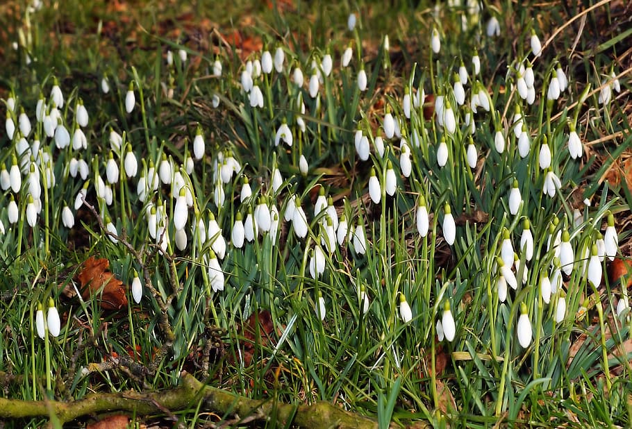 flowers, snowdrop, bloom, white, nature, plant, close, garden HD wallpaper