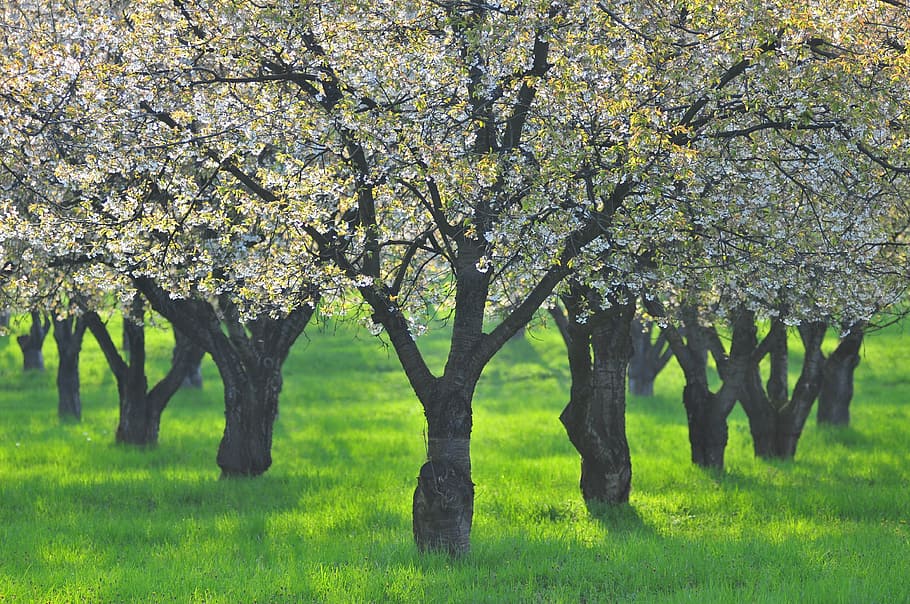 Green, Tree, Tree, Spring, Flower, white flowers, blossom, nature HD wallpaper