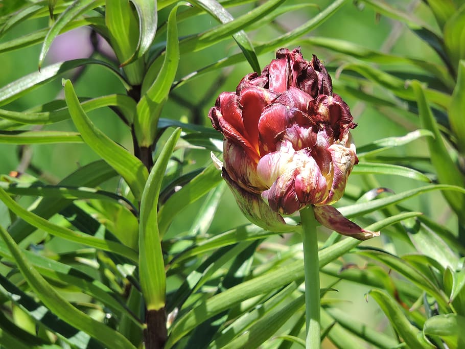 flower, spring, green, plant, growth, beauty in nature, close-up HD wallpaper