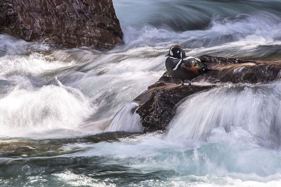 mallard duck standing on rock near water current, harlequin duck, HD wallpaper