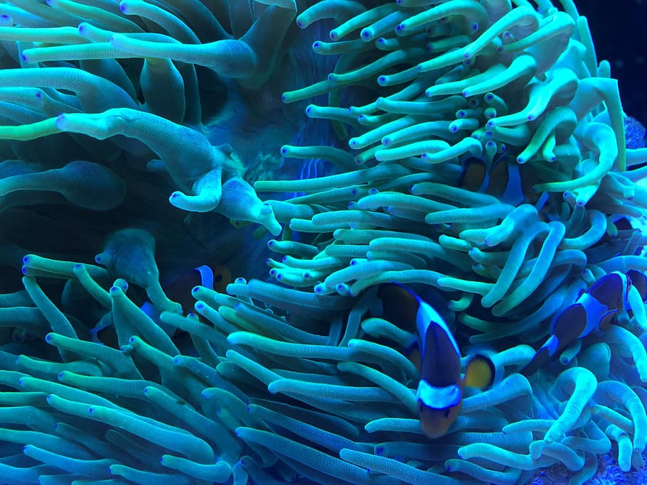 clown fishes, clown fishes swimming underwater beside teal anemone, HD wallpaper