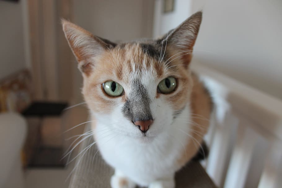 close-up photo of calico cat on sofa, animal, head, perched HD wallpaper