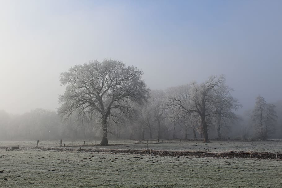 Winter, Landscape, Tree, Cold, Wintry, sun, nature, frost, hoarfrost HD wallpaper