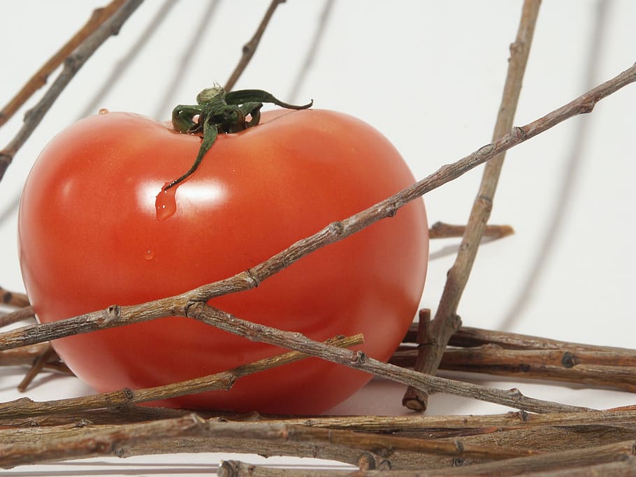 tomato, red, tomatoes close-up, food and drink, healthy eating HD wallpaper