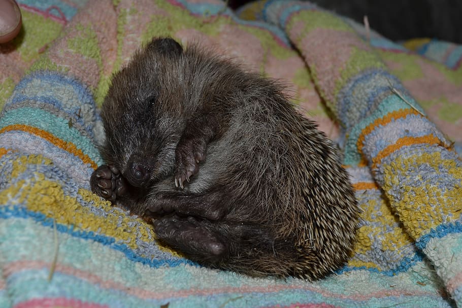 Hedgehog, Small, Sleepy, Needles, Feet, one animal, animal themes HD wallpaper