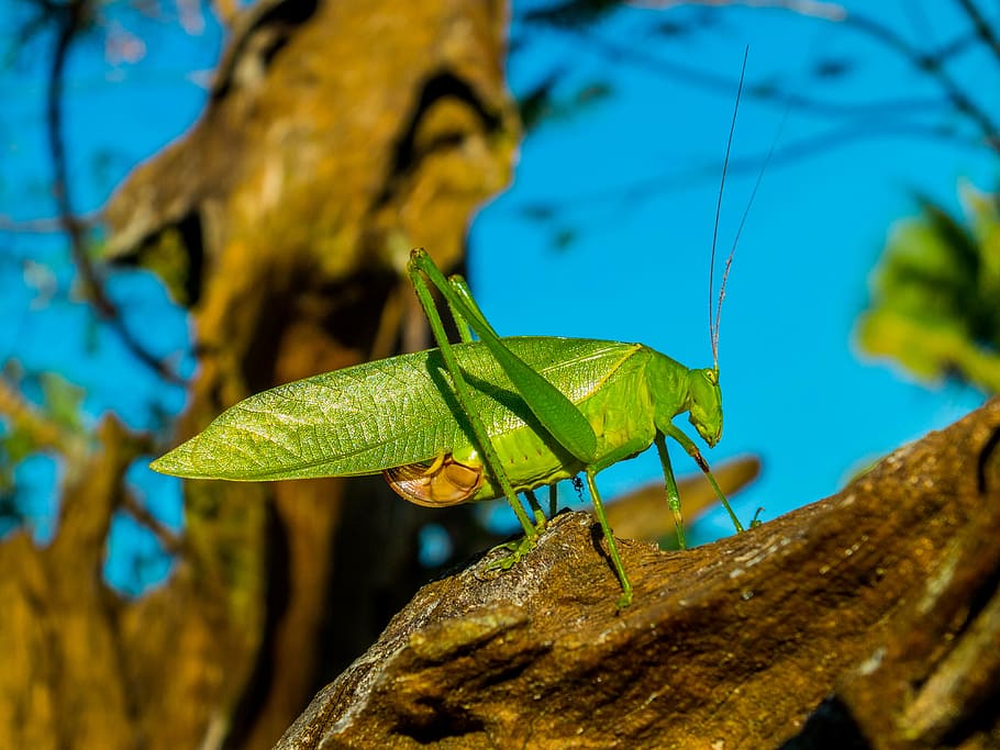 grasshopper, insect, close, green, nature, animal, wildlife HD wallpaper