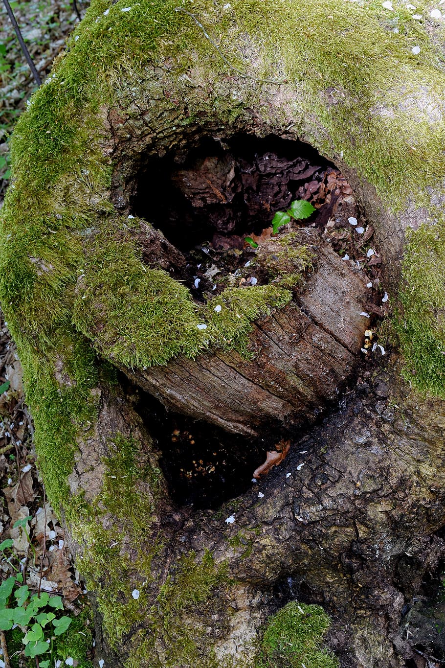 tree hole, sawed off, moss, forest, deciduous tree, tree bark HD wallpaper