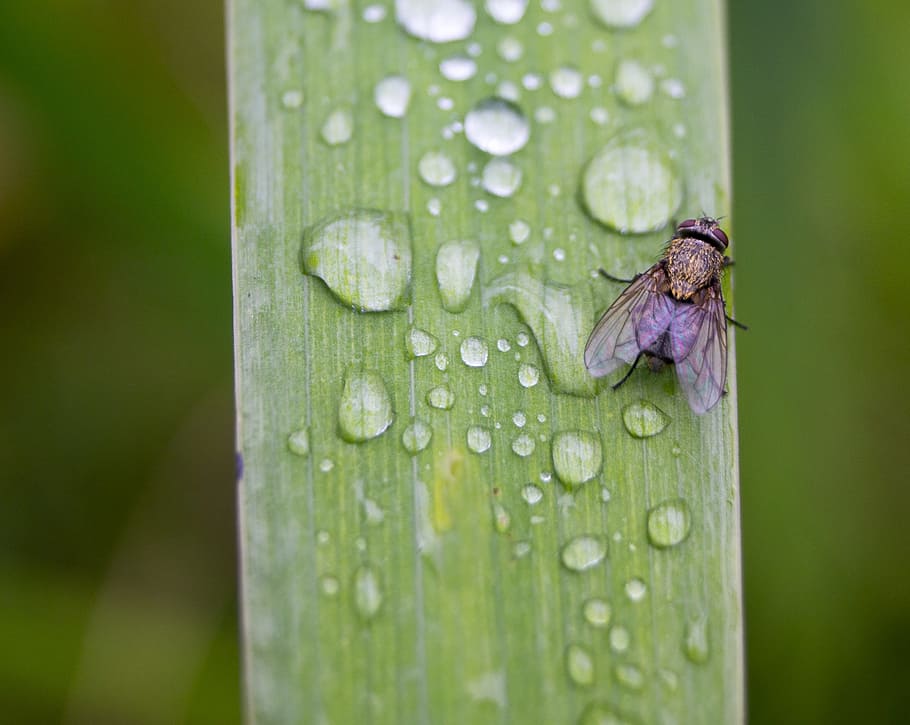 Fly, Drip, Leaf, Drop Of Water, inekt, green, rain, dew, nature HD wallpaper