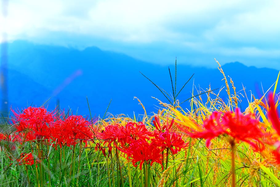 japan, nagano, outdoors, flowers, frower, amaryllis, red, mountain, HD wallpaper