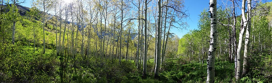 aspen, forest, spring, mountain, sunburst, utah, tree, plant HD wallpaper