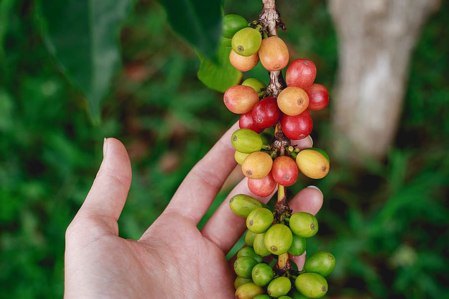person holding green and red fruit, fresh, coffee, bean, garden HD wallpaper
