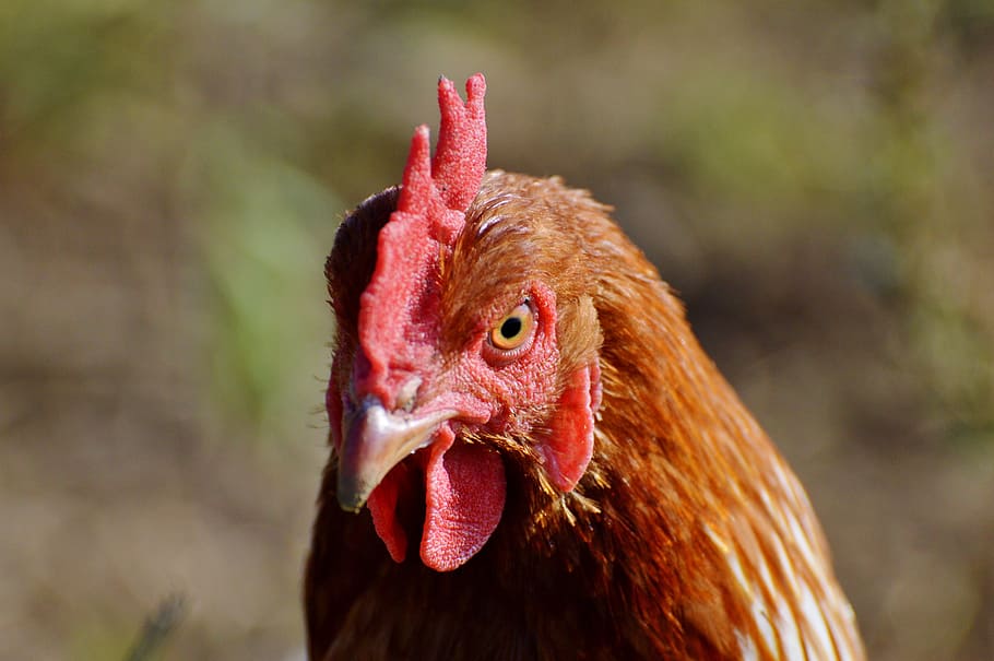 chicken, hen, poultry, range, livestock, farm, bird, chickens HD wallpaper