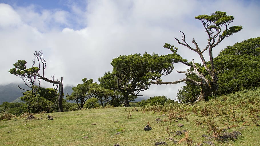laurel forest, laurel tree, madeira, nature, landscape, cloud - sky HD wallpaper